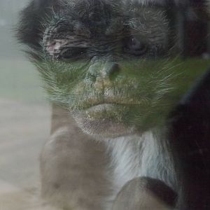 Twycross zoo - (2/3/2012)