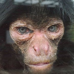 Twycross zoo - (2/3/2012)