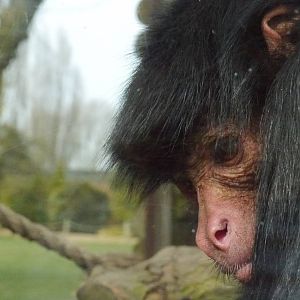 Twycross zoo - (2/3/2012)