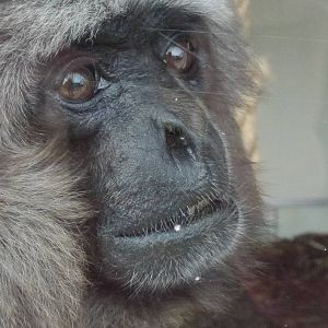 Twycross zoo - (2/3/2012)