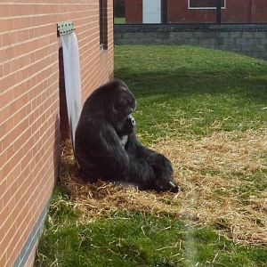 Twycross zoo - (2/3/2012)