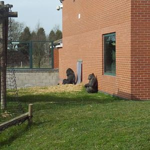 Twycross zoo - (2/3/2012)