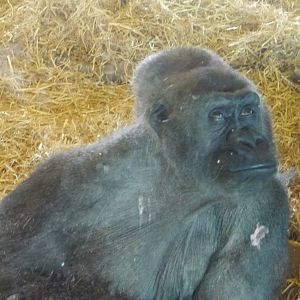 Twycross zoo - (2/3/2012)