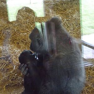 Twycross zoo - (2/3/2012)
