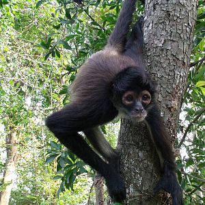 free yucatan spider monkey