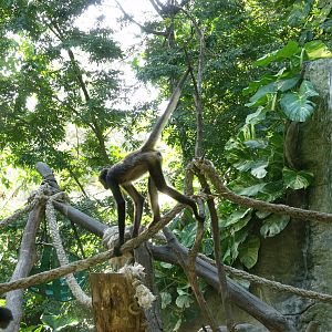 Biouniverzoo Chetumal