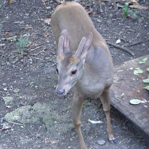 Biouniverzoo Chetumal
