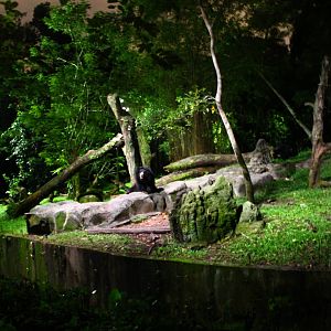 East Lodge Trail - Sloth Bear exhibit