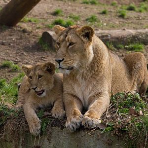 London Zoo 15/3/2012