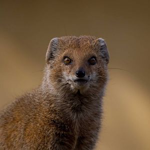 London Zoo 15/3/2012