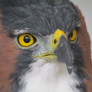 Ornate Hawk-Eagle