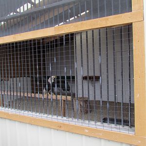 Outdoor Raptor Mews - Bald Eagle