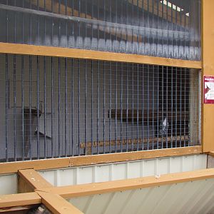 Outdoor Raptor Mews - Ornate Hawk-Eagle