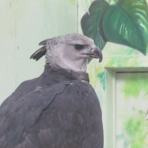 Indoor Raptor Mews - Harpy Eagle