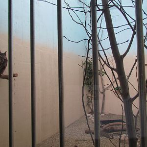 Indoor Raptor Mews - Eurasian Eagle-Owl