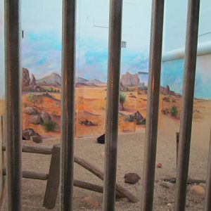 Indoor Raptor Mews - Turkey Vulture