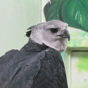 Harpy Eagle
