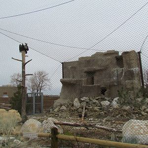 Condor Cliffs - California Condor