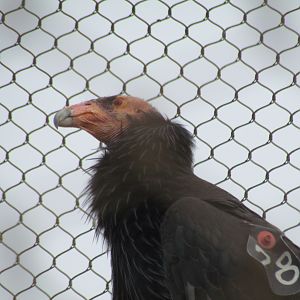 Condor Cliffs - California Condor