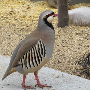 Chukar (wild)