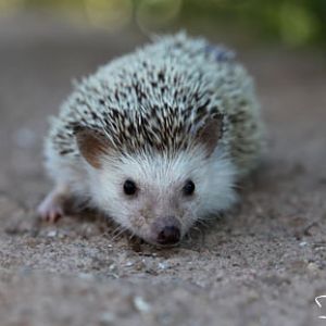 hedgehog