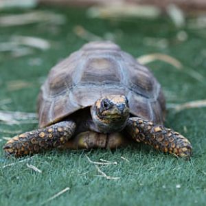 juvenile yellow footed tortoise