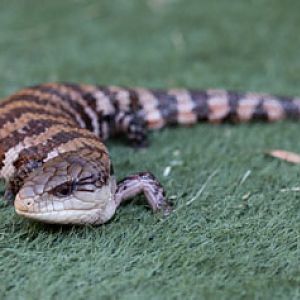 blue tongued skink