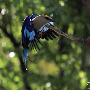 roller making a landing