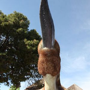 giraffe stretching tongue