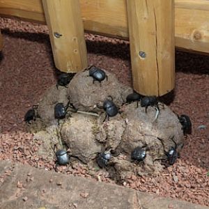 artificial dung beetles