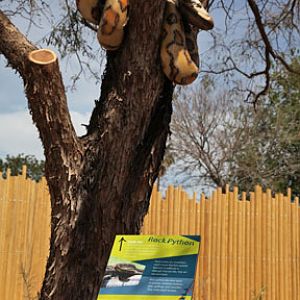 artificial rock python