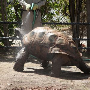 tortoise shower