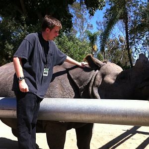 Myself petting indian rhino