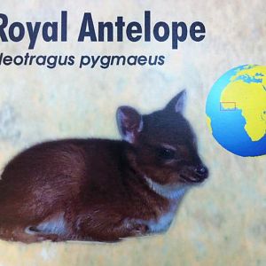 Royal antelope sign