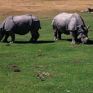 Indian rhinos grazing