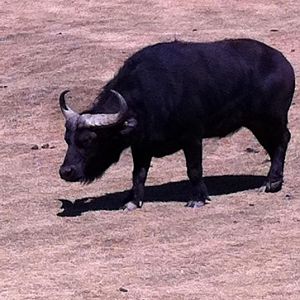 Cape buffalo