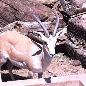 Persian goitered gazelle