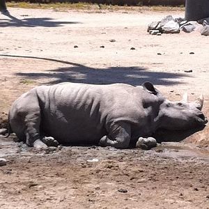 Southern white rhino