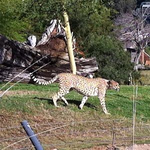 Cheetah