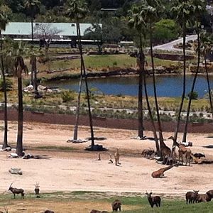 Panorama of east africa, the largest exhibit at san Diego wild animal park,