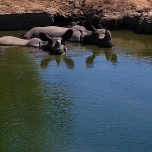 Indian rhinos wallowing in water