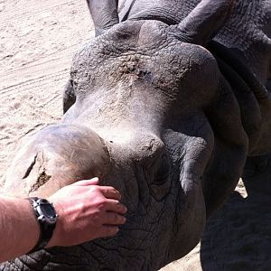 Myself petting indian rhino