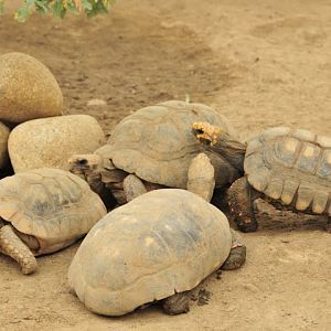 Tordugario - another house for reptiles