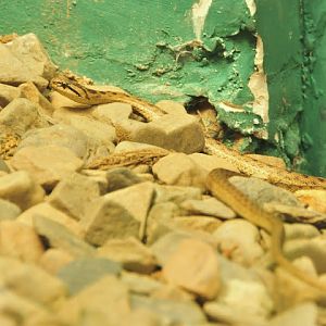 Stylish snaky Reptile house