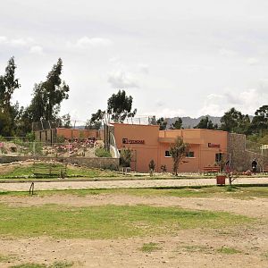 New Andean Fauna Complex