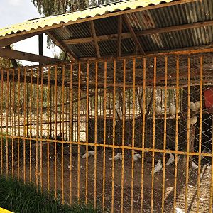 Really old pigeon aviary