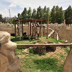 New enclosure for Spectacled Bear (Tremarctos ornatus)