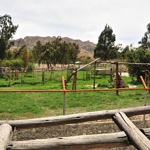 Jaguars - new luxury complex