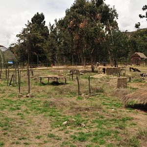 for Agutis (Dasyprocta variegata)