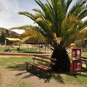 General view with llamas